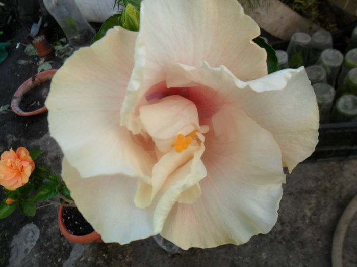 SAM_7663 - hibiscusi 2015-4