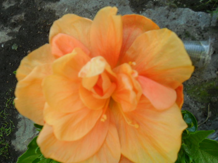 SAM_7666 - hibiscusi 2015-4