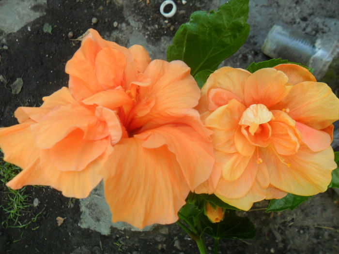 SAM_7670 - hibiscusi 2015-4