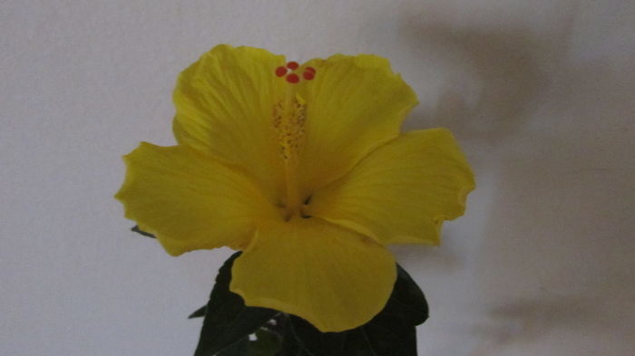 007 - Hibiscusi 2015 1