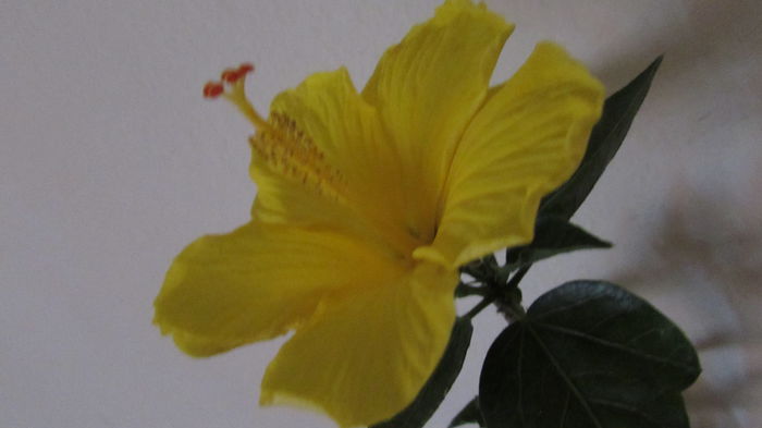 009 - Hibiscusi 2015 1