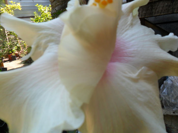 leigt hunt-floare crem uriasa