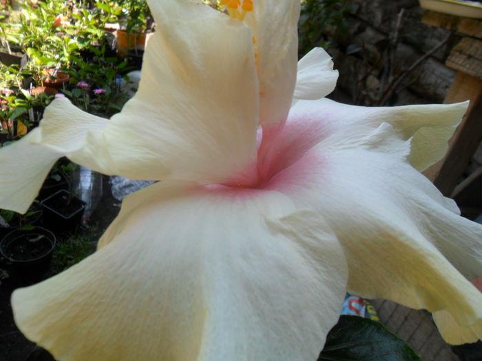 SAM_7692 - hibiscusi 2015-4