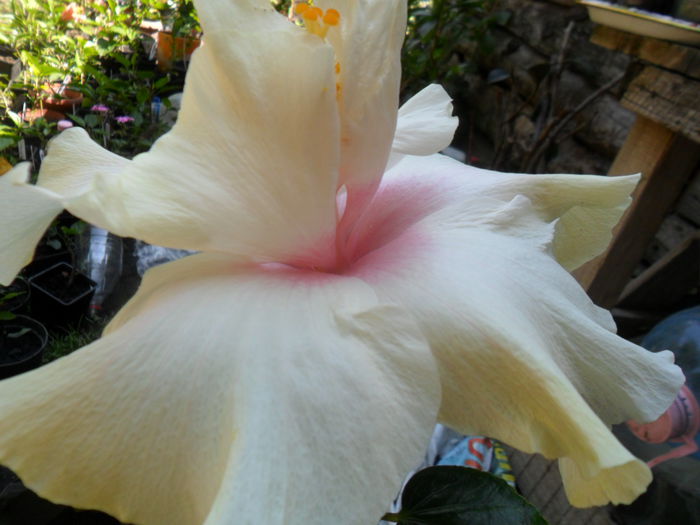 SAM_7693 - hibiscusi 2015-4