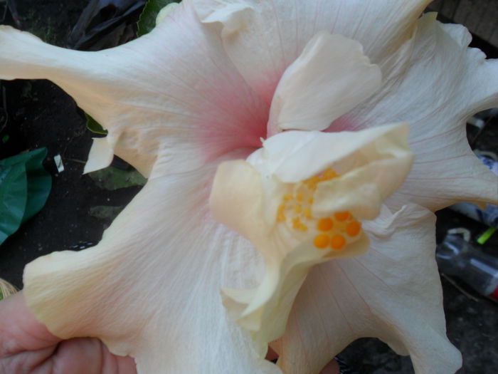 SAM_7694 - hibiscusi 2015-4