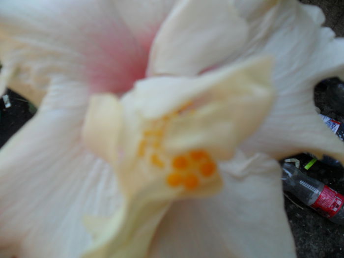 SAM_7695 - hibiscusi 2015-4