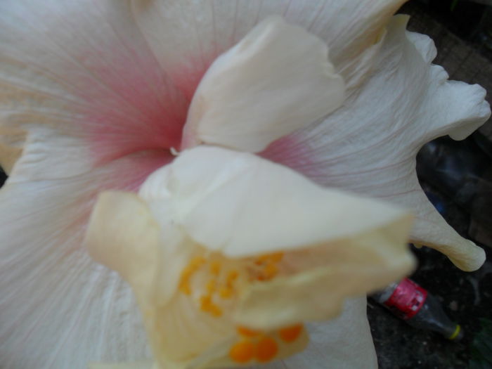 SAM_7696 - hibiscusi 2015-4