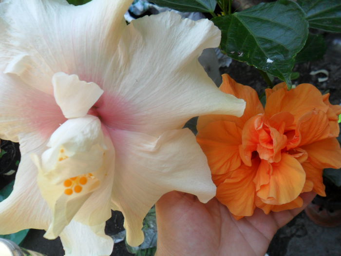 SAM_7698 - hibiscusi 2015-4