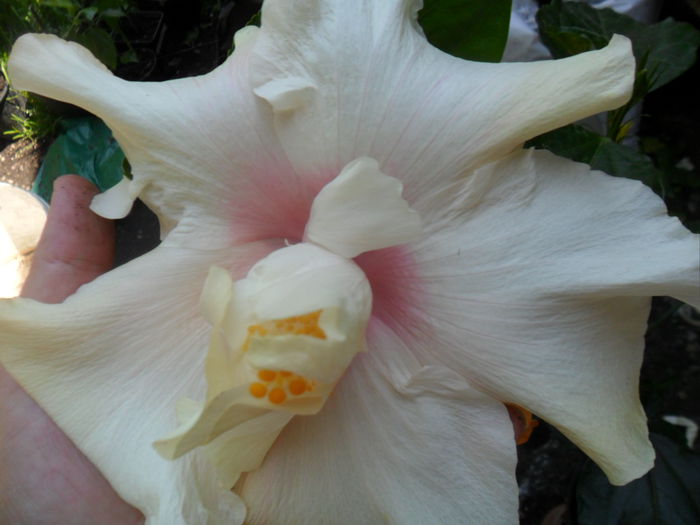 SAM_7700 - hibiscusi 2015-4