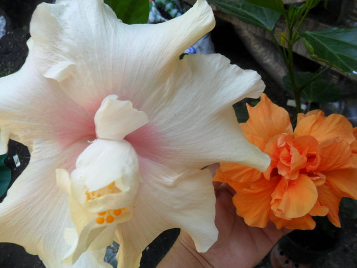 SAM_7703 - hibiscusi 2015-4