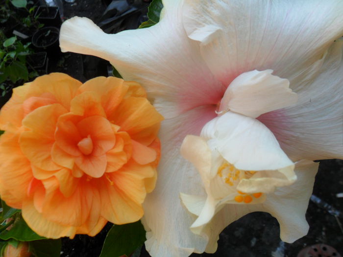 SAM_7706 - hibiscusi 2015-4