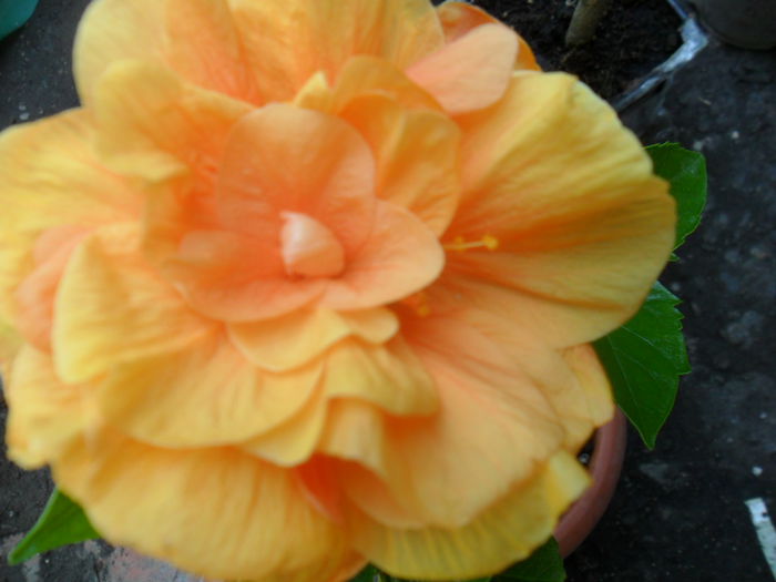 SAM_7708 - hibiscusi 2015-4