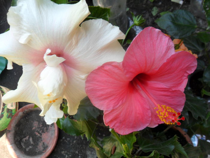 SAM_7710 - hibiscusi 2015-4