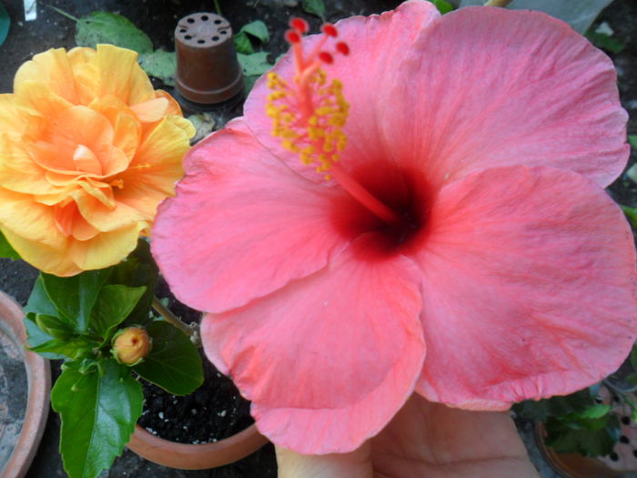 SAM_7711 - hibiscusi 2015-4