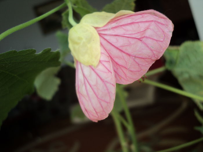 DSC08800 - Abutilon