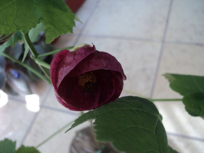 DSC08797 - Abutilon