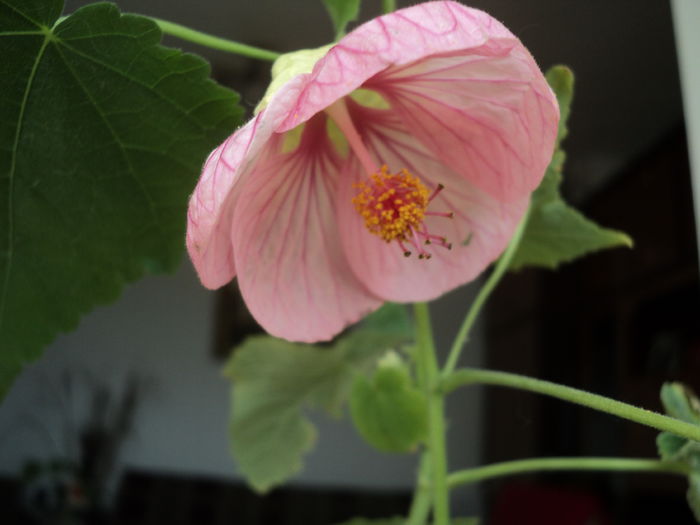 DSC08799 - Abutilon