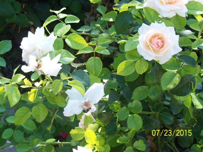 100_3455 - z trandafiri Florov 2015