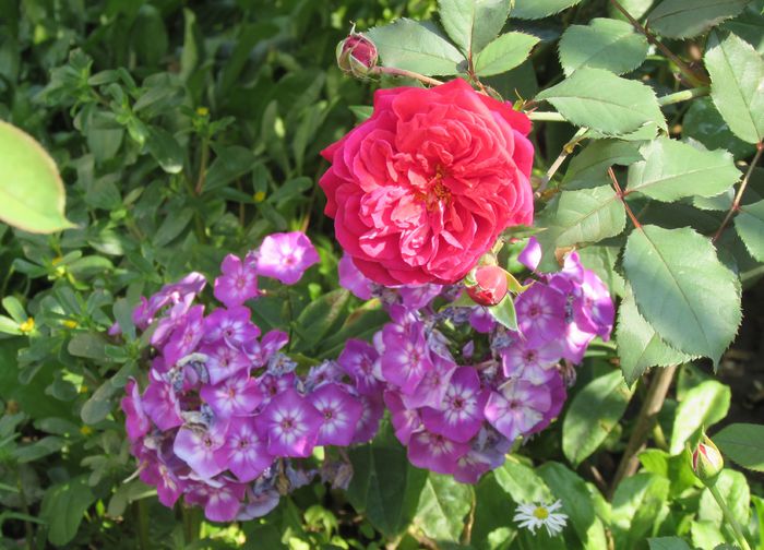 L'ami des Jardins - 2015 trandafiri -IV