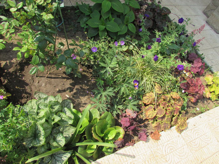19 iulie - 2015 plantele mele - II