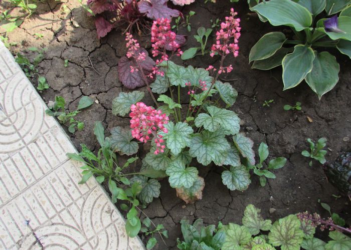 heuchera paris - 2015 plantele mele - II