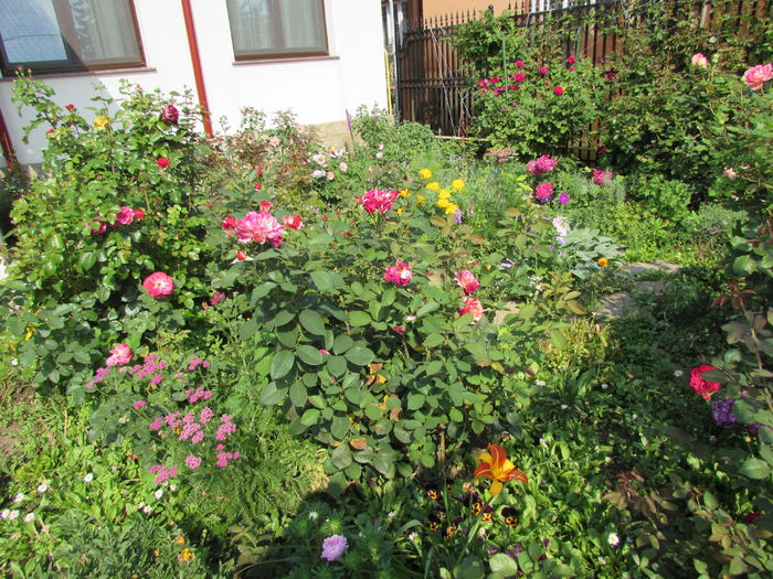 19 iulie - 2015 gradina mea