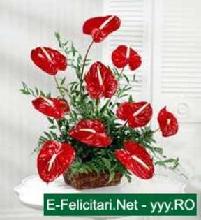 watermark11 - flori