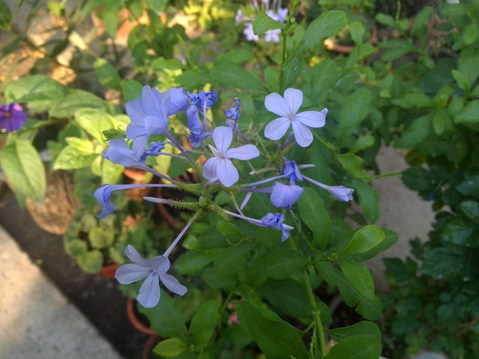plumbago bleo