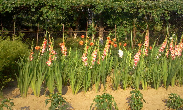 Fotografie3069 - Gladiole