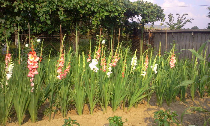 Fotografie3071 - Gladiole