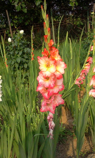 Fotografie3072 - Gladiole