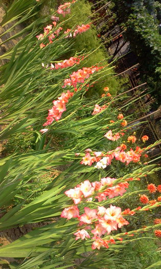 Fotografie3073 - Gladiole