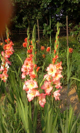 Fotografie3074 - Gladiole