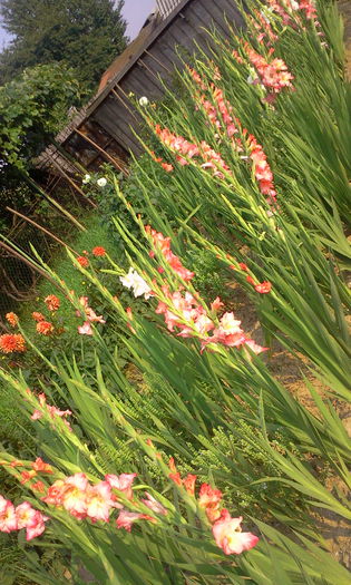 Fotografie3075 - Gladiole