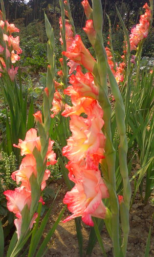 Fotografie3084 - Gladiole