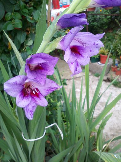 gladiola mov de la ionutmioveni - gladiole 2015