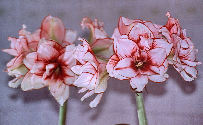 Joker - zz Amaryllis