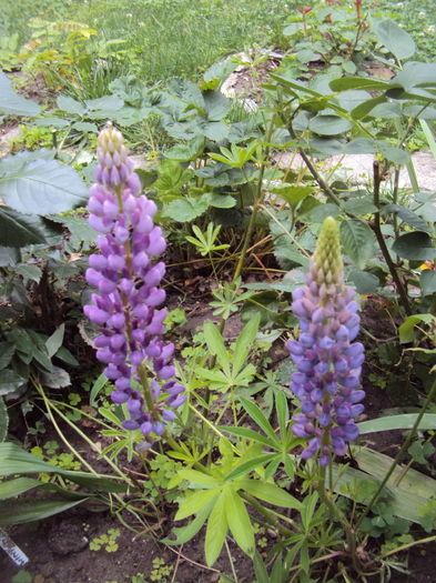 DSC01124 - 2015 Gradina