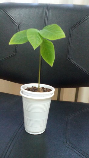 anonna - 10 lei - plante