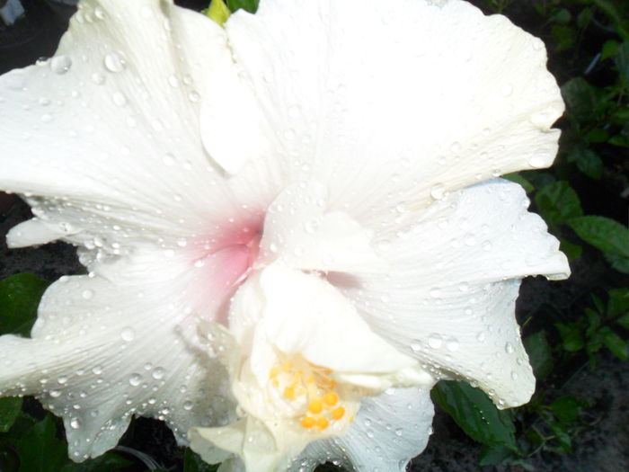 SAM_7741 - hibiscusi 2015-4