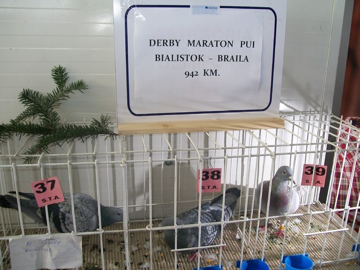 Derby maraton pui...expo BV; Lipseste loc.4,care se afla la noi!in imaginea anterioara pe masa...

