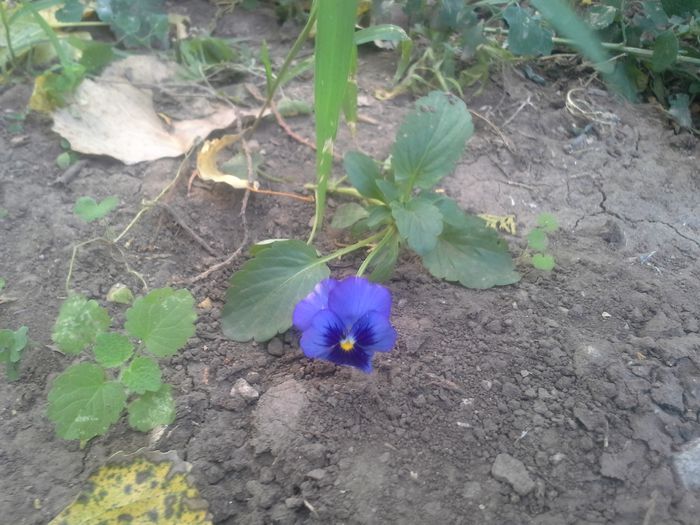 pierdută