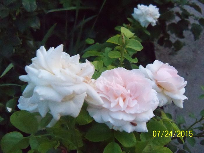 100_3586 - z trandafiri Florov 2015