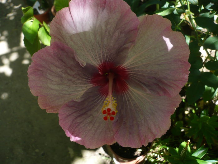P1230251