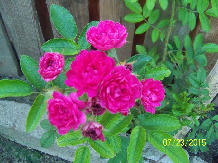 Rosa rugosa Grootendorst supreme