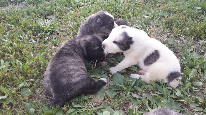 Asia centrala - De vanzare puiuti -Ciobanesc de Asia Centrala 2015