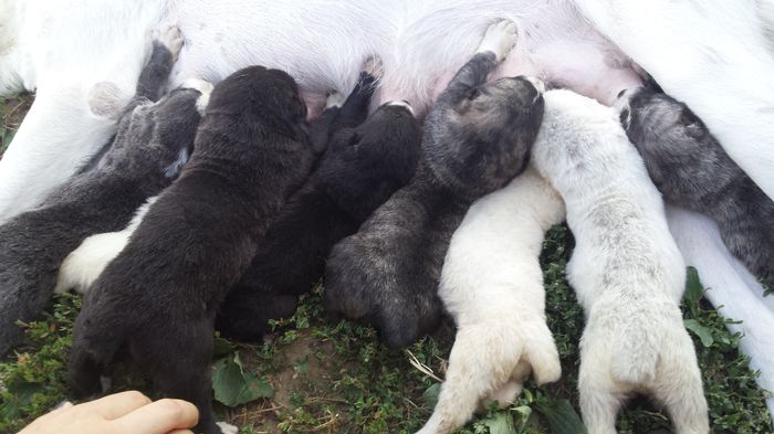 Asia Centrala; 3 saptamani
