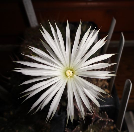 Setiechinopsis mirabilis