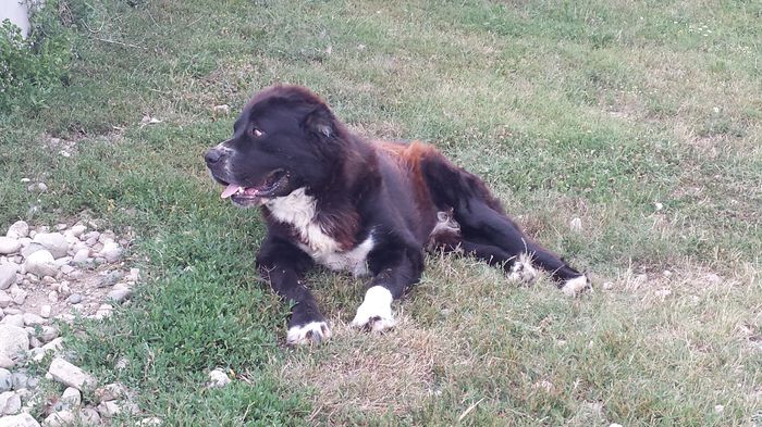 Aram; Tatal puiutilor
