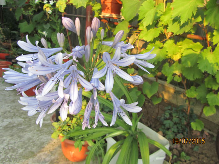 IMG_0220 - Flori de gradina-2015Vara